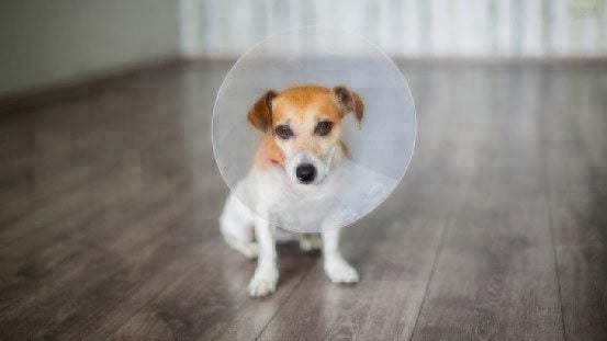 cone of shame