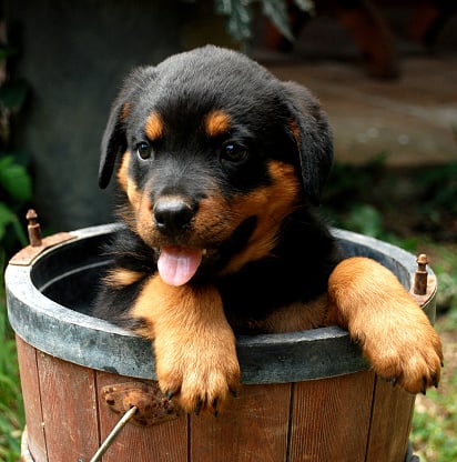 rottweiler