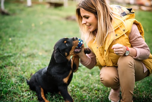 rottweiler puppy