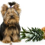 Dog with pineapple