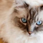 ragdoll cat breed