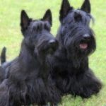 two scottish terrier dogs in grass