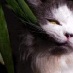 poisonous plants for cats and dogs