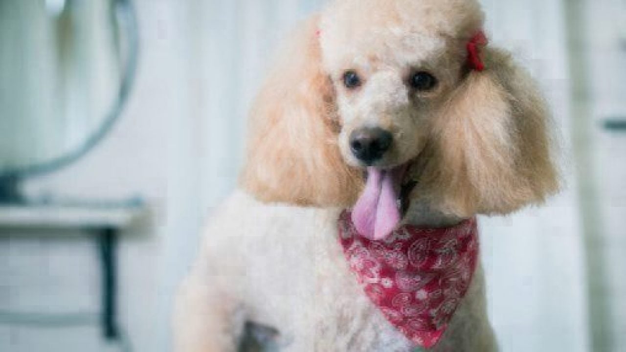 poodle grooming