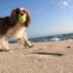 beach dogs