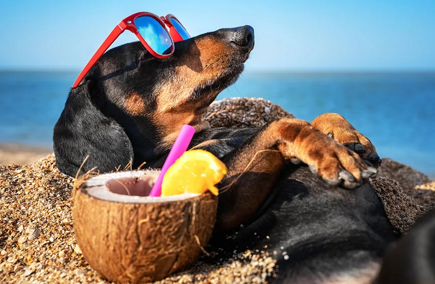 Dog lying in the sun