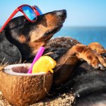 Dog lying in the sun