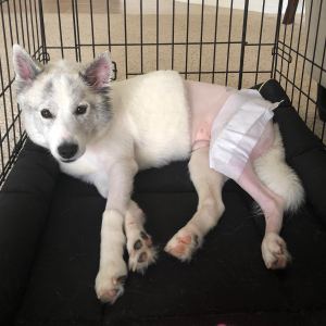 Dog with broken bone