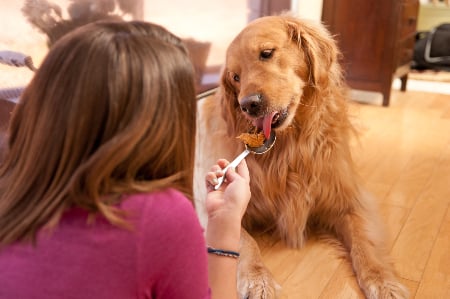 dog licking peanut butter off spoon