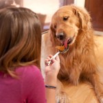 dog licking peanut butter off spoon