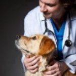 veterinarian