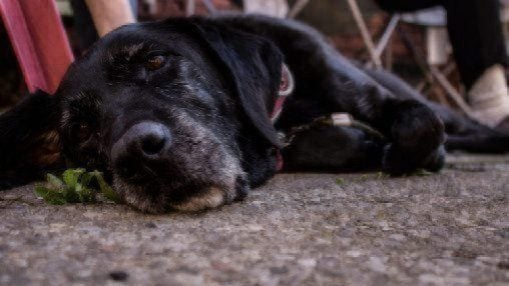 black dog lying on carpet