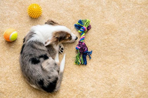 australian shepherd