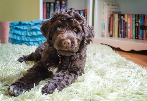 Portuguese Water Dog