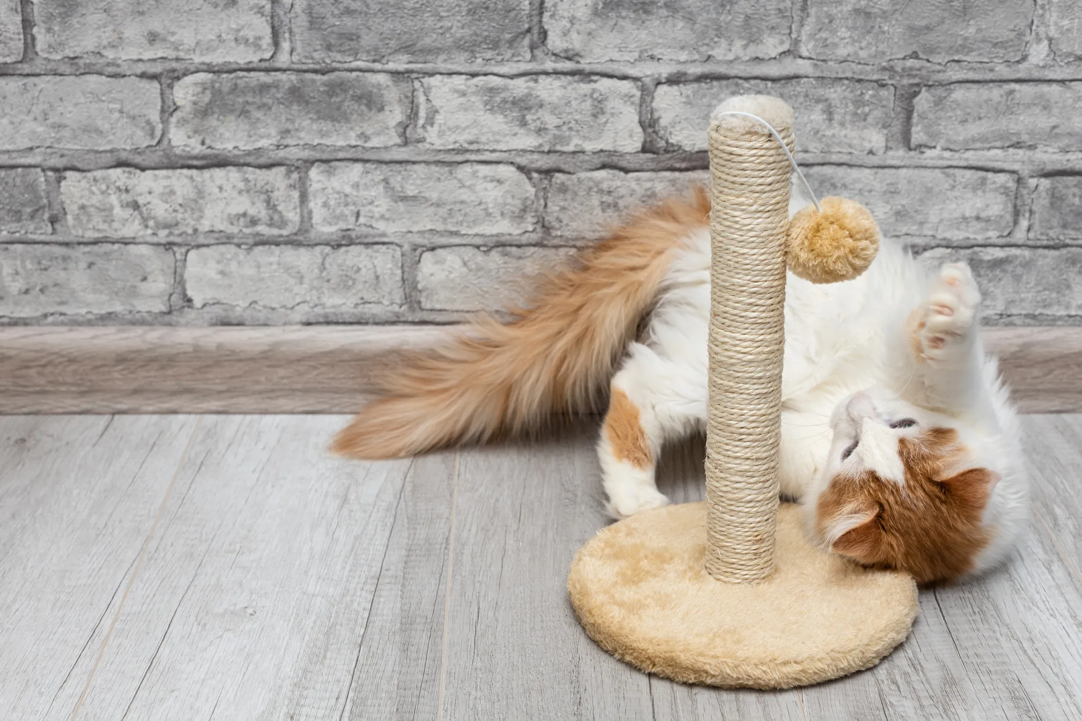 young cat playing with a toy at home. cat playing with a soft toy.