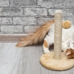 young cat playing with a toy at home. cat playing with a soft toy.