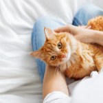 orange cat in persons lap