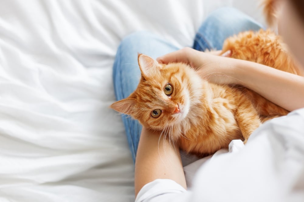 orange cat in persons lap