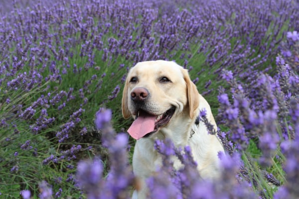 Is Lavender Safe for Dogs Healthy Paws Pet Insurance