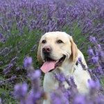 dog in lavender field