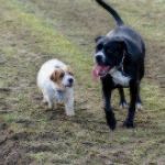 big black dog next to small white dog