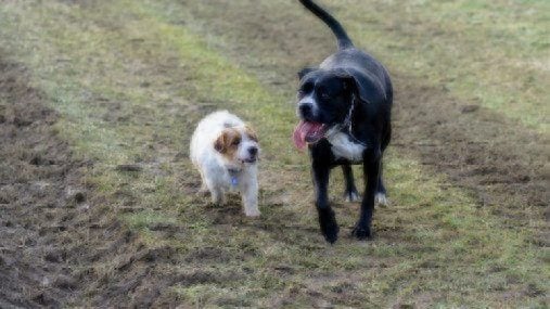 big black dog next to small white dog