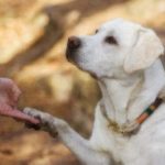 gluten sniffing dogs