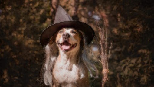 Cute dog with broomstick dressed up for halloween as friendly forest witch.