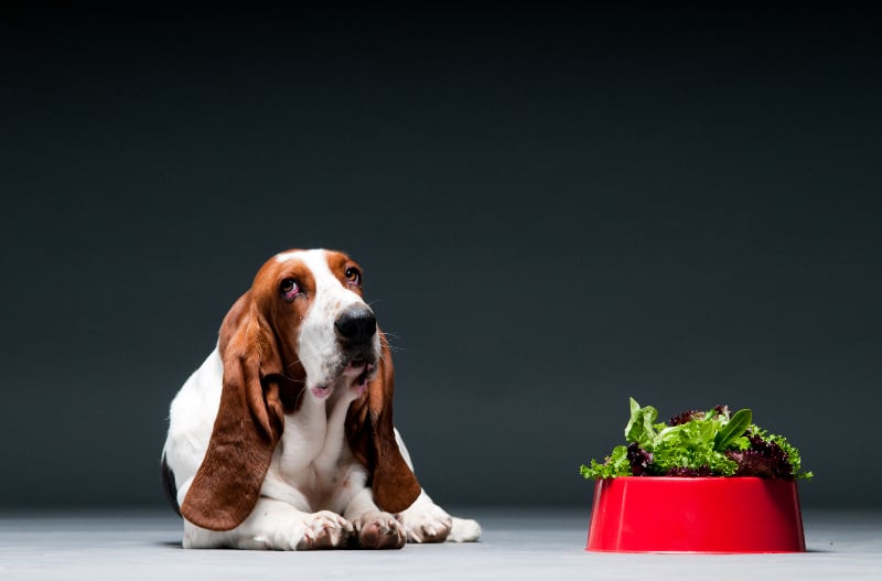 dog with bowl of lettuce