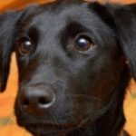 black lab puppy