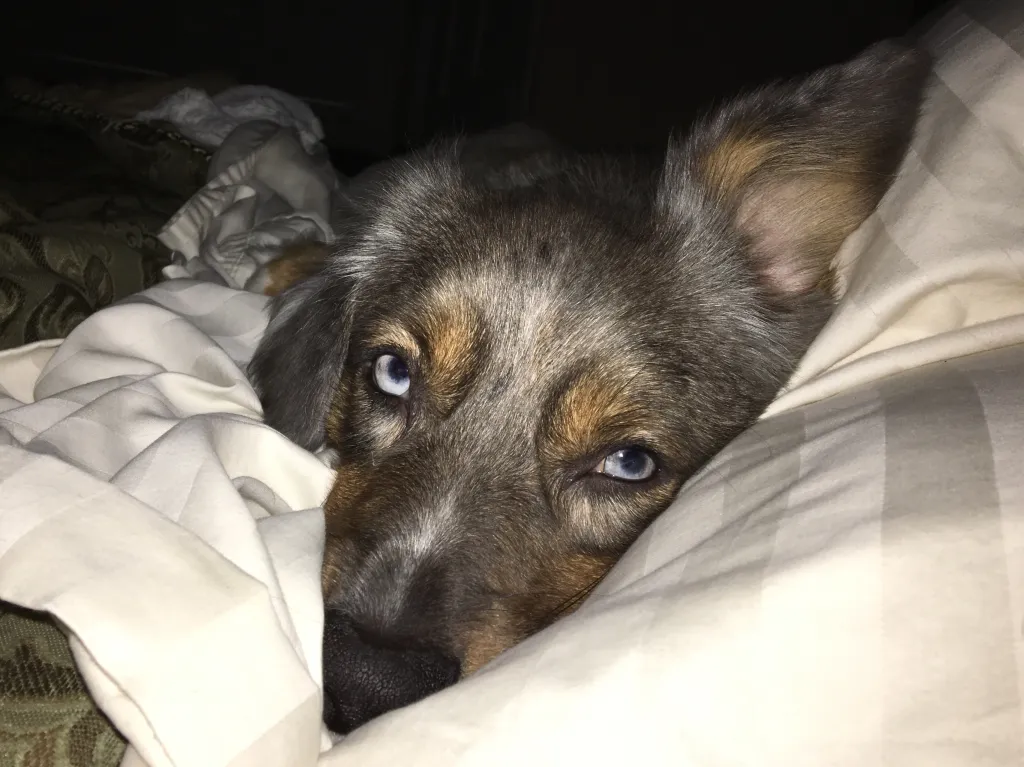 dog sleeping in bed