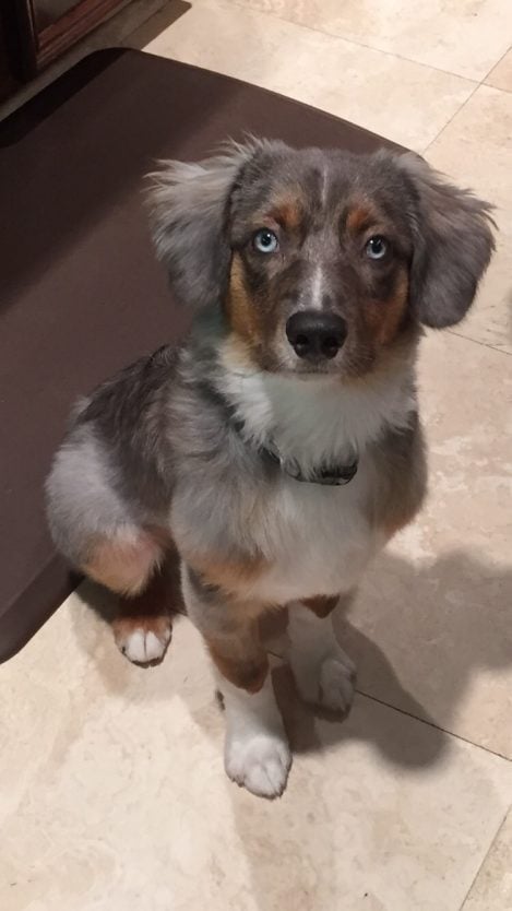 mini australian shepherd dog sitting