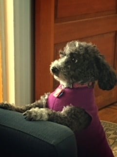 scruffy dog on couch