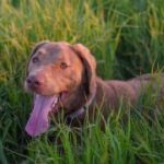 brown dog in grass