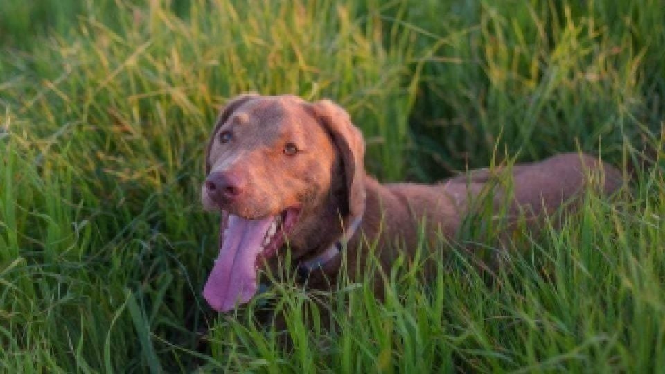 brown dog in grass