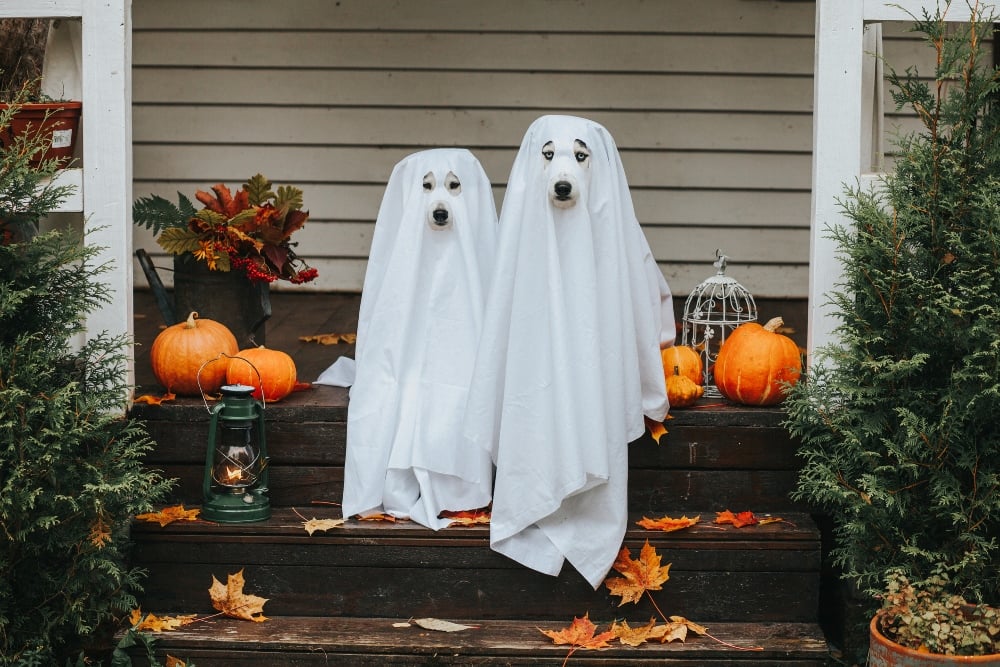 dogs in ghost costumes halloween