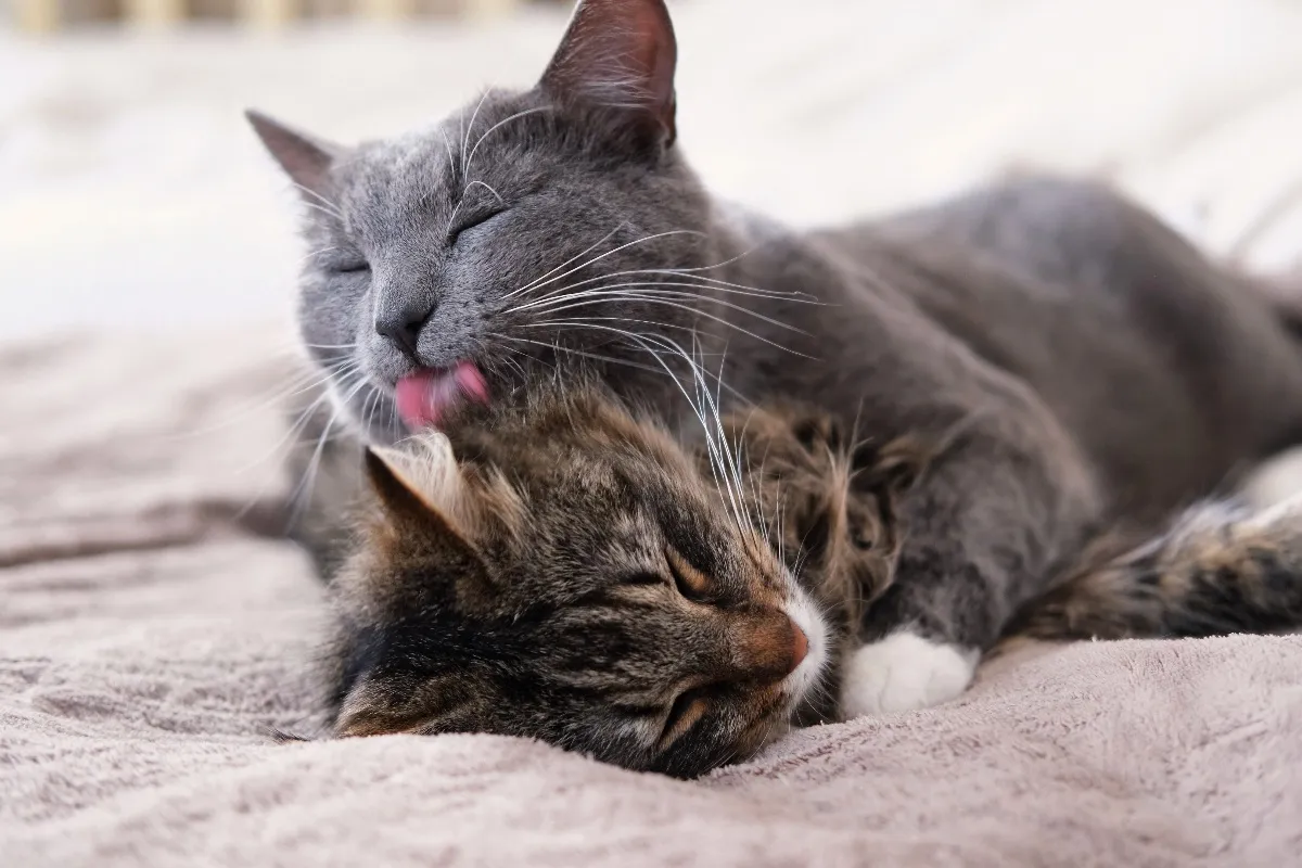 gray cat grooming licking another cat