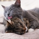 gray cat grooming licking another cat