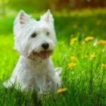 westie