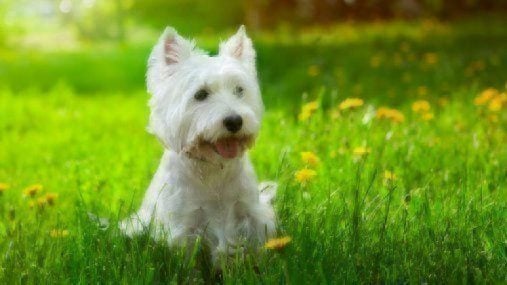 westie