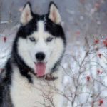 Siberian Husky dog black and white colour with blue eyes in winter