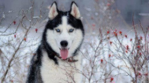 Siberian Husky dog black and white colour with blue eyes in winter