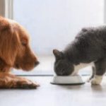 can dogs eat cat food