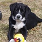 border collie labrador mix dog