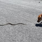 dog snake bites