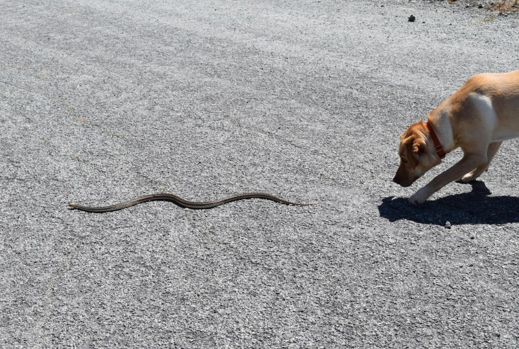 dog snake bites