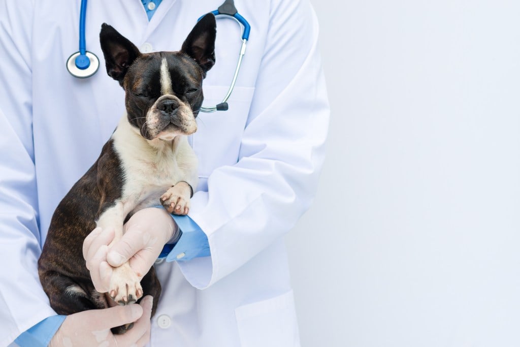 dog at the vet