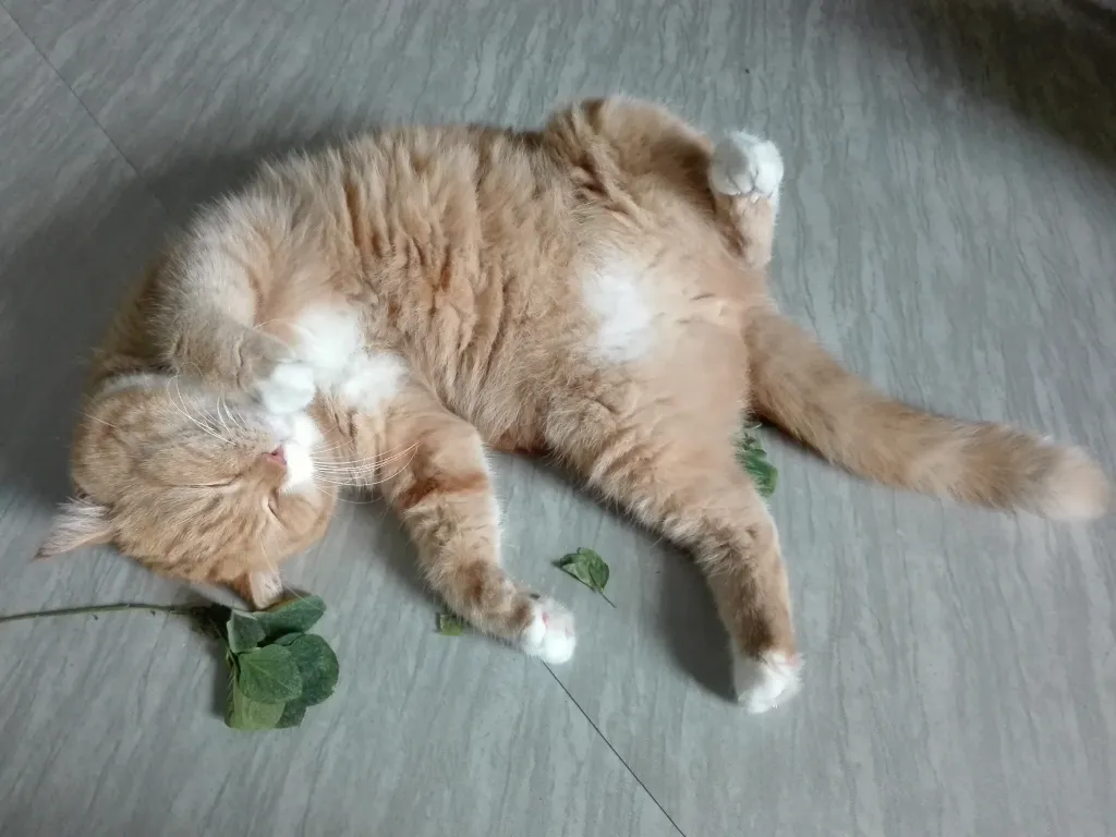 cats and catnip