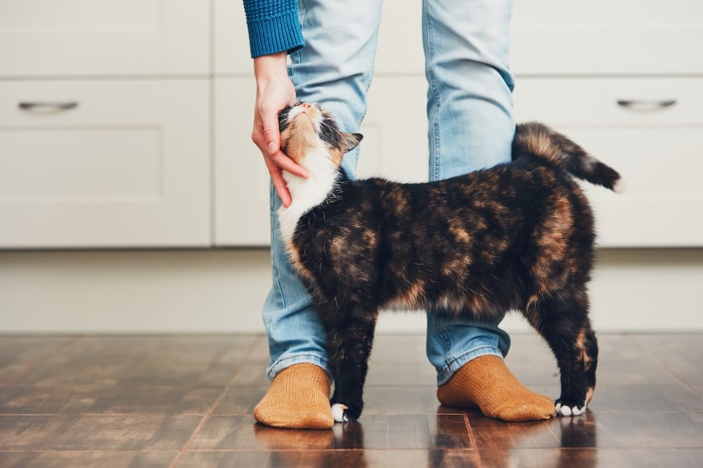 cat nuzzling persons legs