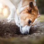 coccidia in dogs